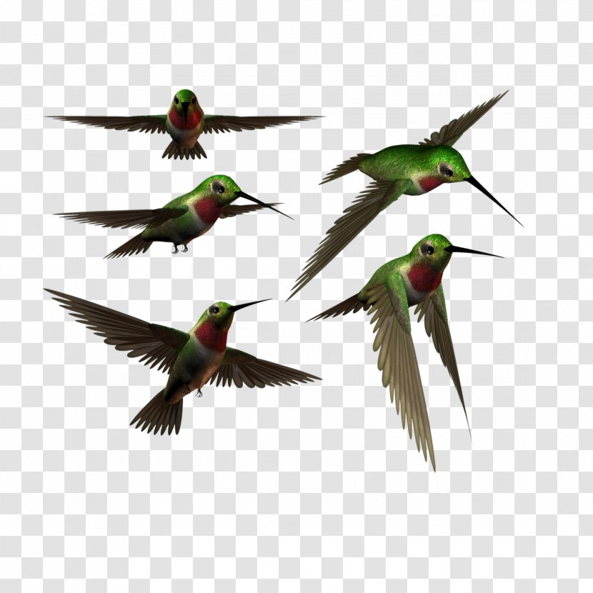 Swallow Bird - Rubythroated Hummingbird - European Transparent PNG
