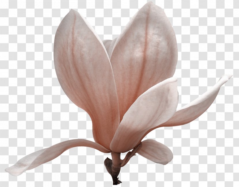 Magnoliaceae Flowering Plant Petal - Flower Transparent PNG