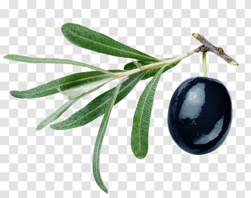 Gemlik Olive Oil Malfouf Salad - Fruit - Black Olives Transparent PNG
