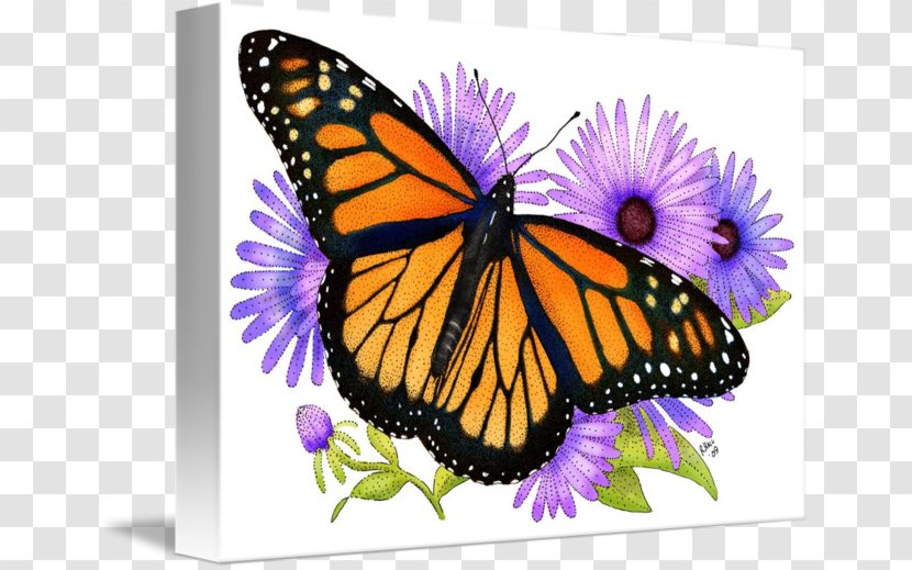 Monarch Butterfly Viceroy Pieridae Drawing - Glossy Butterflys Transparent PNG