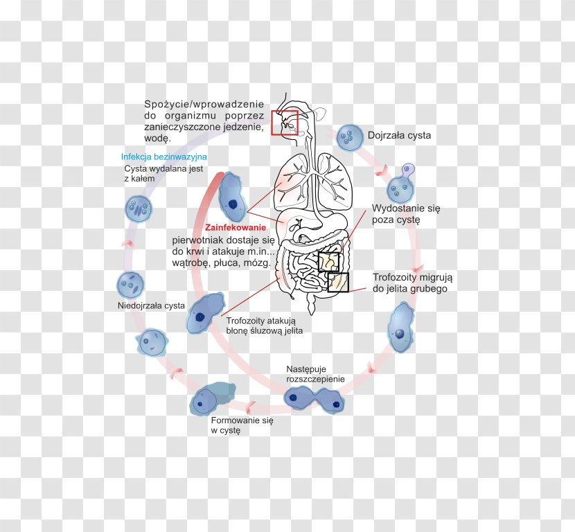Entamoeba Histolytica Trophozoite Amoebiasis Cyst Biological Life Cycle - Flower - Amoeba Transparent PNG