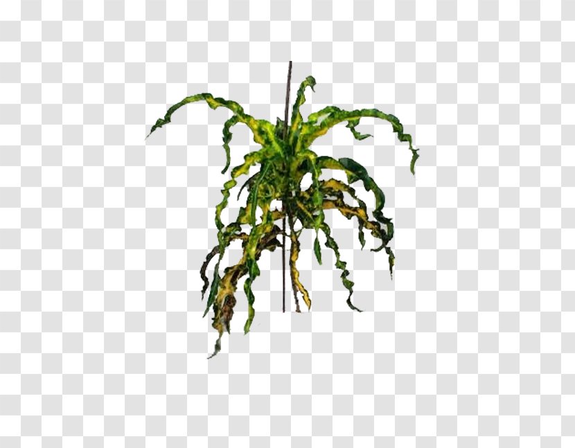 Garden Croton Ornamental Plant Benih Crop Yellow - Branch - Air Bandung Transparent PNG