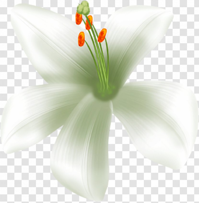 Cut Flowers Petal Close-up Lily M - Flowering Plant Transparent PNG
