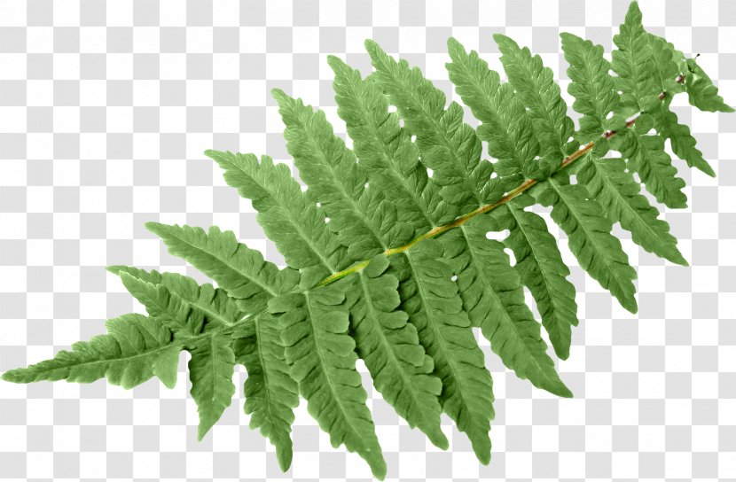 Leaf Fern Vascular Plant Green Burknar - Botany Transparent PNG