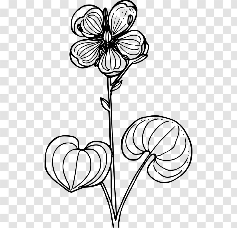 Logo Book: Stefan Kanchev Grass Of Parnassus Drawing Clip Art - Flora - Umatilla National Forest Transparent PNG