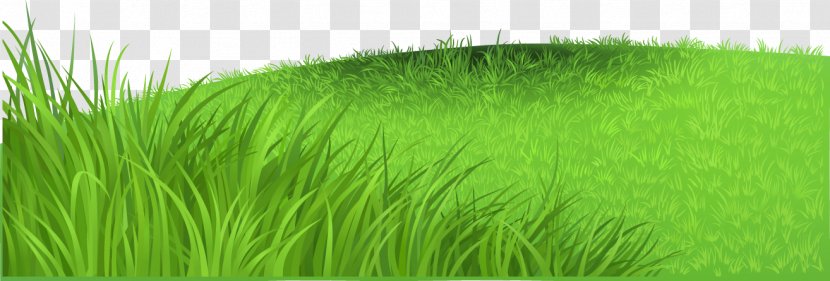 Vetiver Wheatgrass Horse Lawn Book - Plant - Fresh Meadow Grass Transparent PNG
