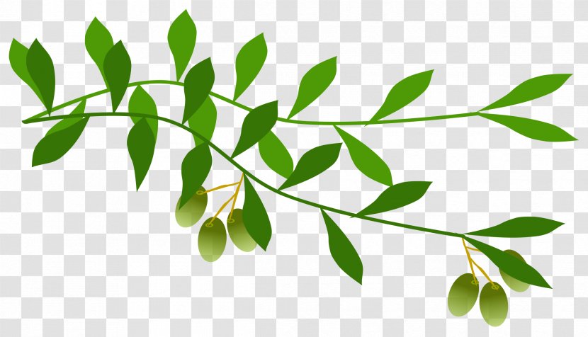 Olive Branch Clip Art - Laurel Wreath - Olives Transparent PNG