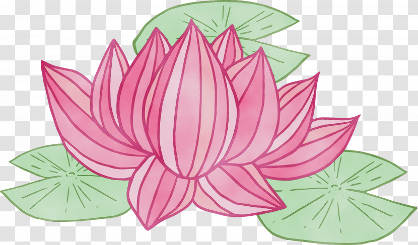 Lotus Transparent PNG