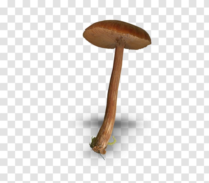 Mushroom Fungus Drawing - Brown Mushrooms Transparent PNG
