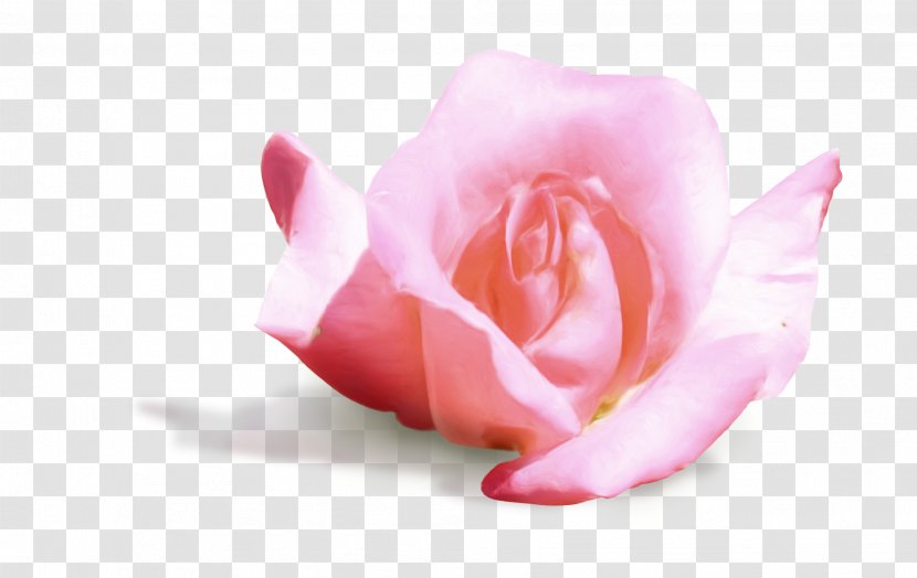 Garden Roses Cabbage Rose Petal Cut Flowers Pink M - 3d Transparent PNG