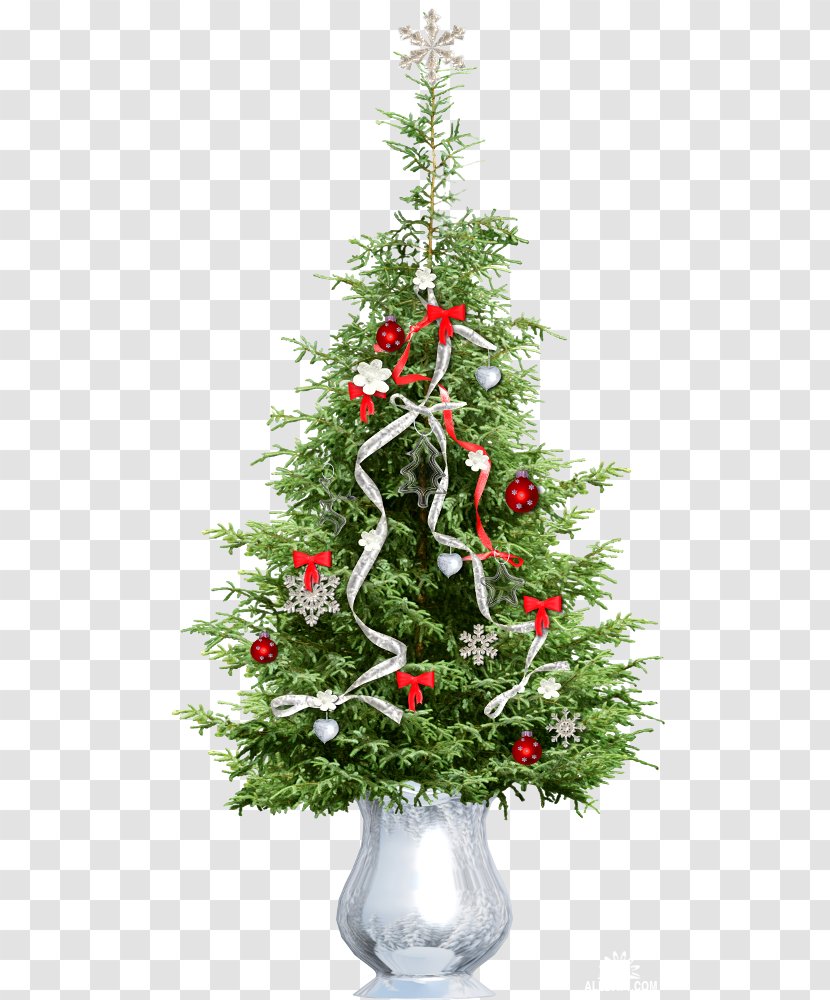 Spruce Pine Christmas Tree Cedar - Flower Transparent PNG
