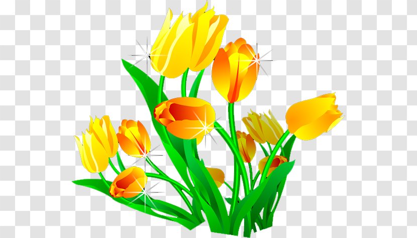 Designer Tulip - Plant - Lily Transparent PNG