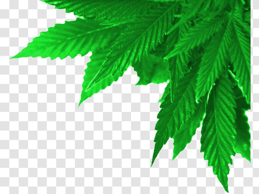 Medical Cannabis Smoking Shop Dispensary - Kush Transparent PNG