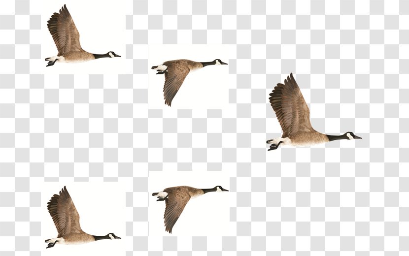 Goose Bird Duck Crane Anatidae - Tail Transparent PNG