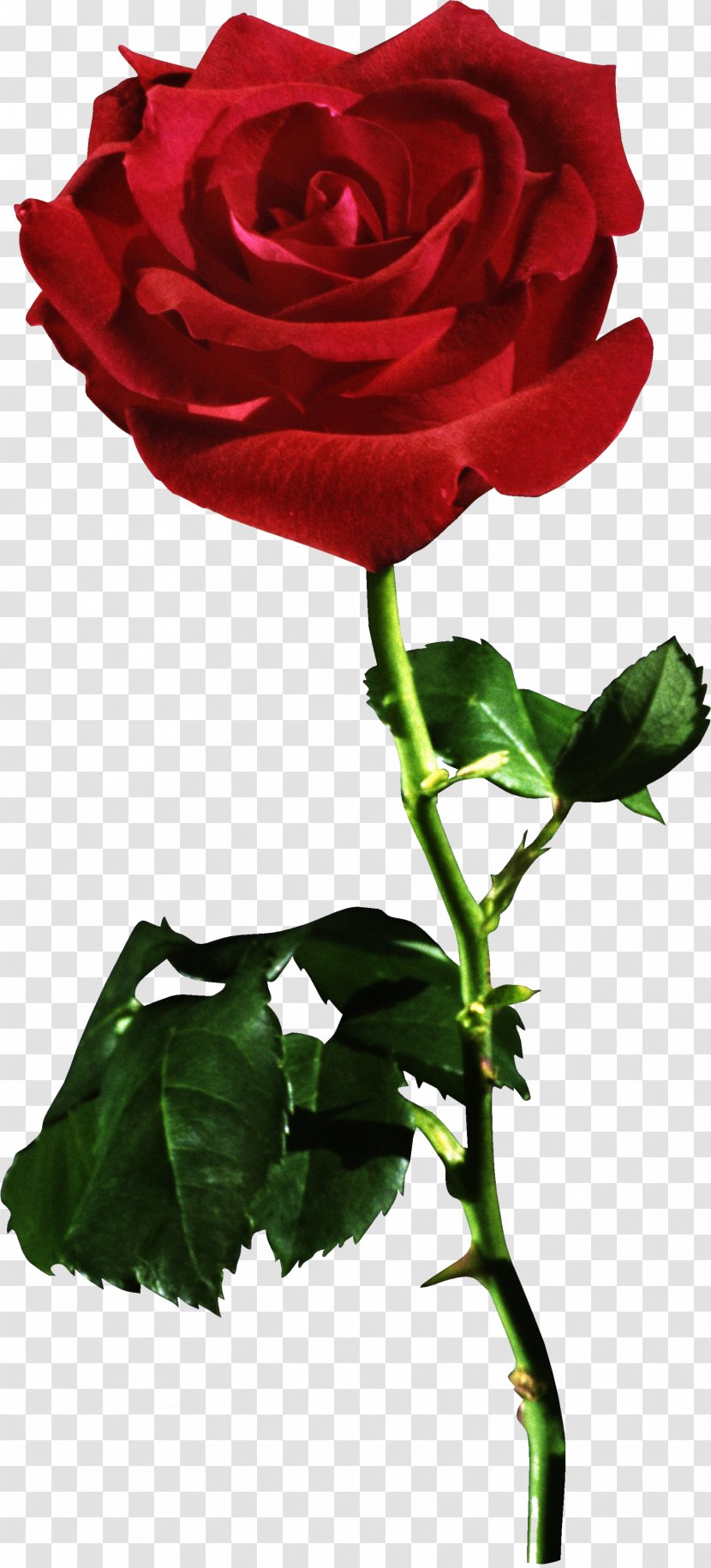 Rose Desktop Wallpaper Stock Photography - Plant - Red Flower Transparent PNG
