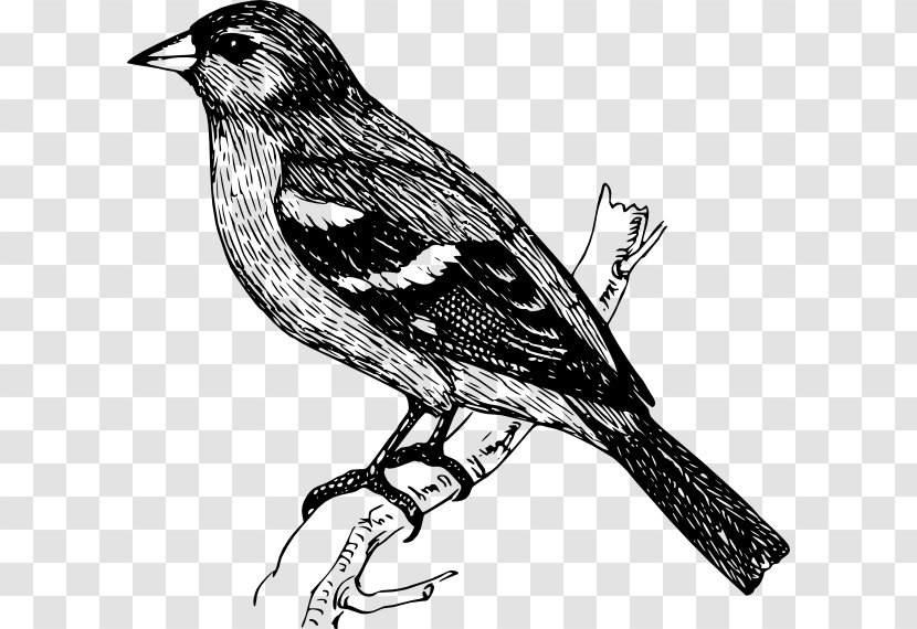 Bird Finch Drawing - Perching Transparent PNG