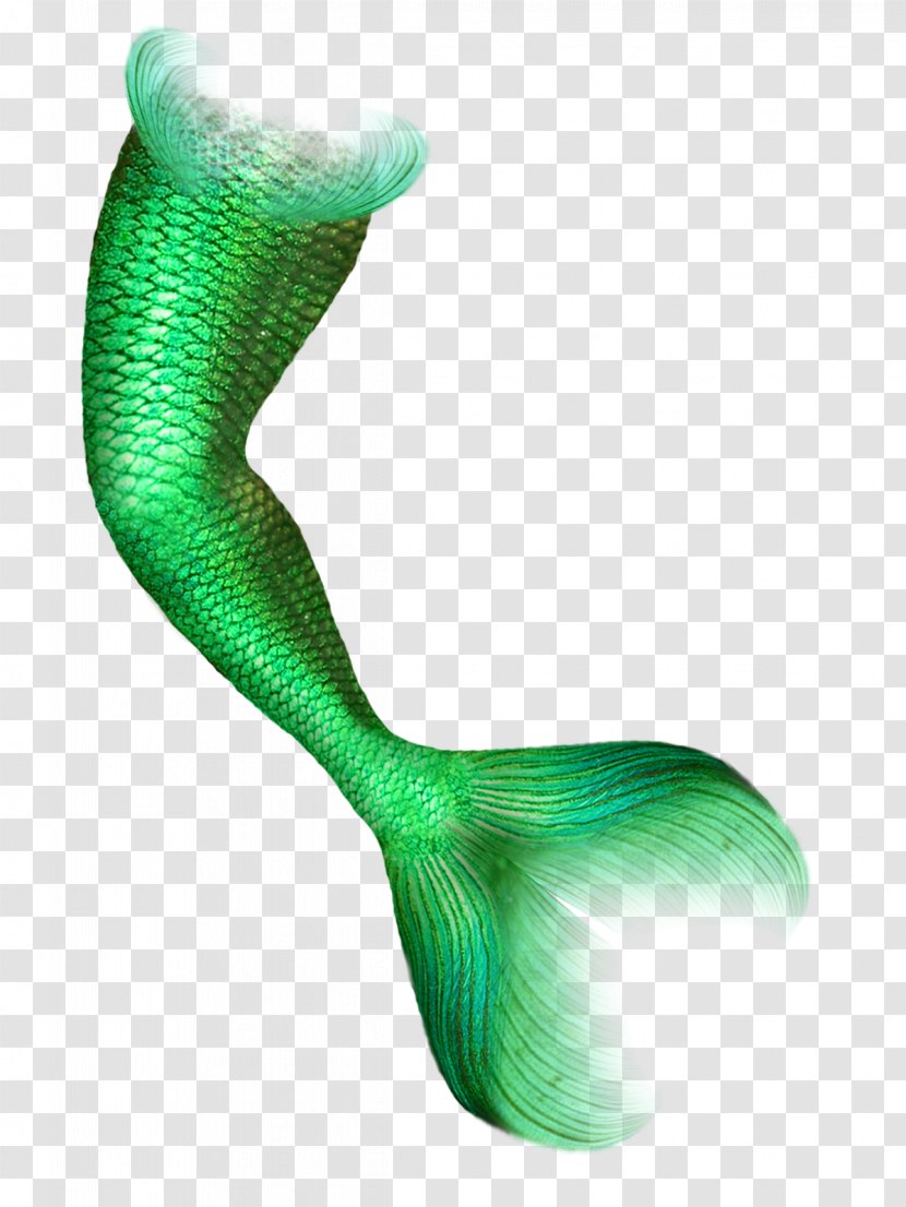 Mermaid Tail - Color Transparent PNG