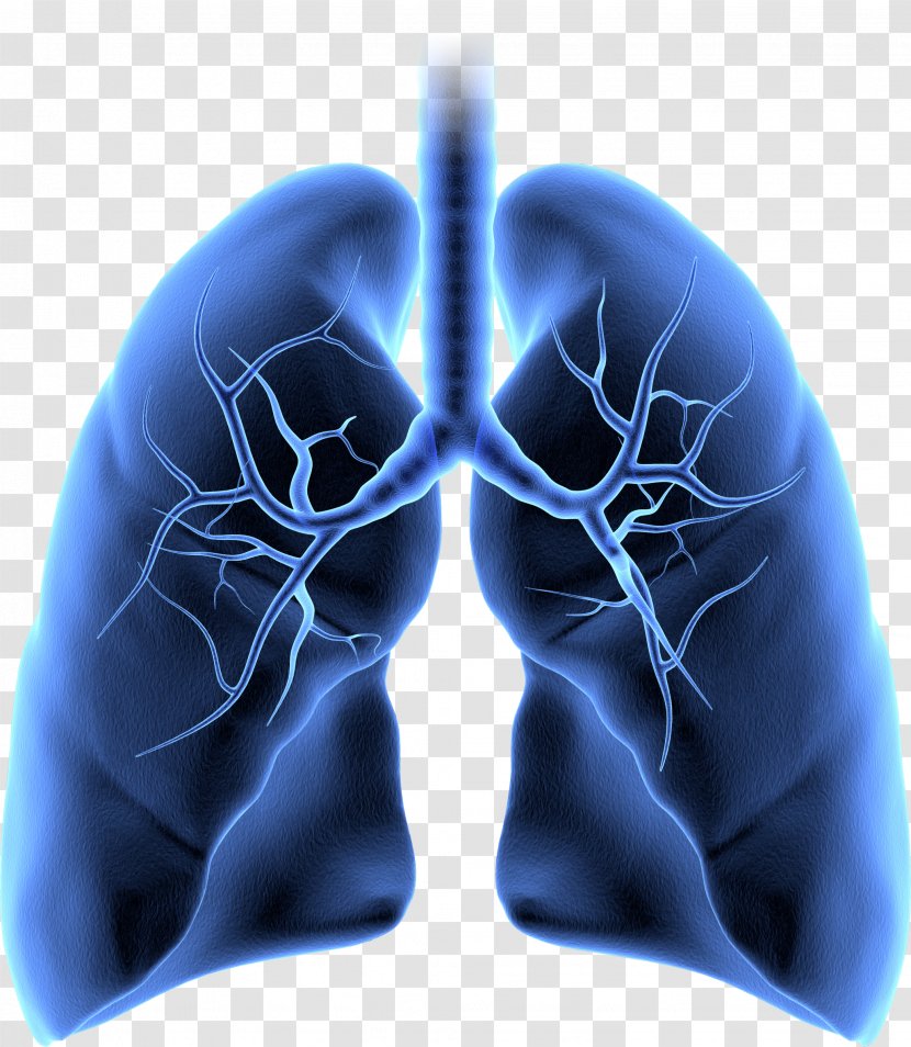 Stock Photography Lung Human Body Trachea Anatomy - Cartoon - Biomedical Advertising Transparent PNG