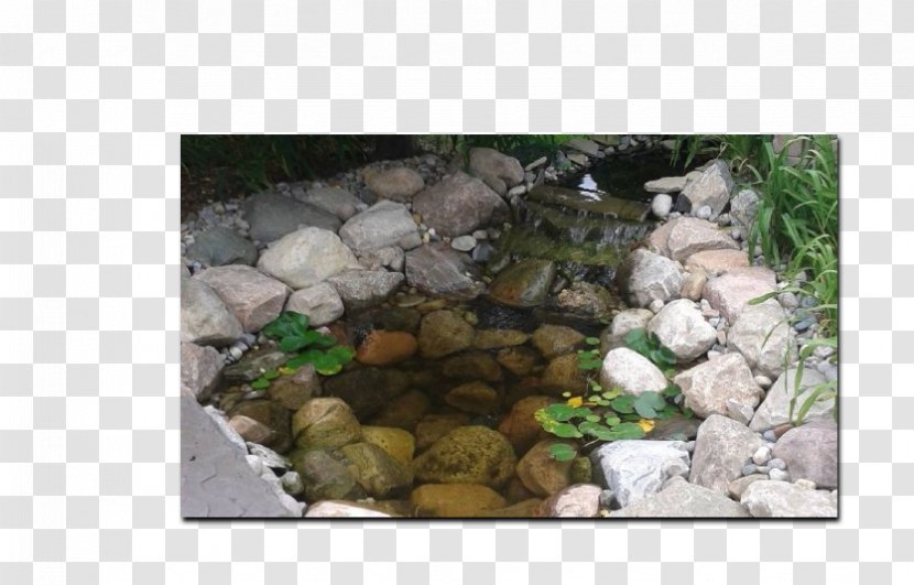 Pond Fauna - Pebble - Stone Transparent PNG