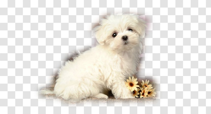 Puppy Beagle Maltese Dog Poodle Yorkshire Terrier - Flower Transparent PNG