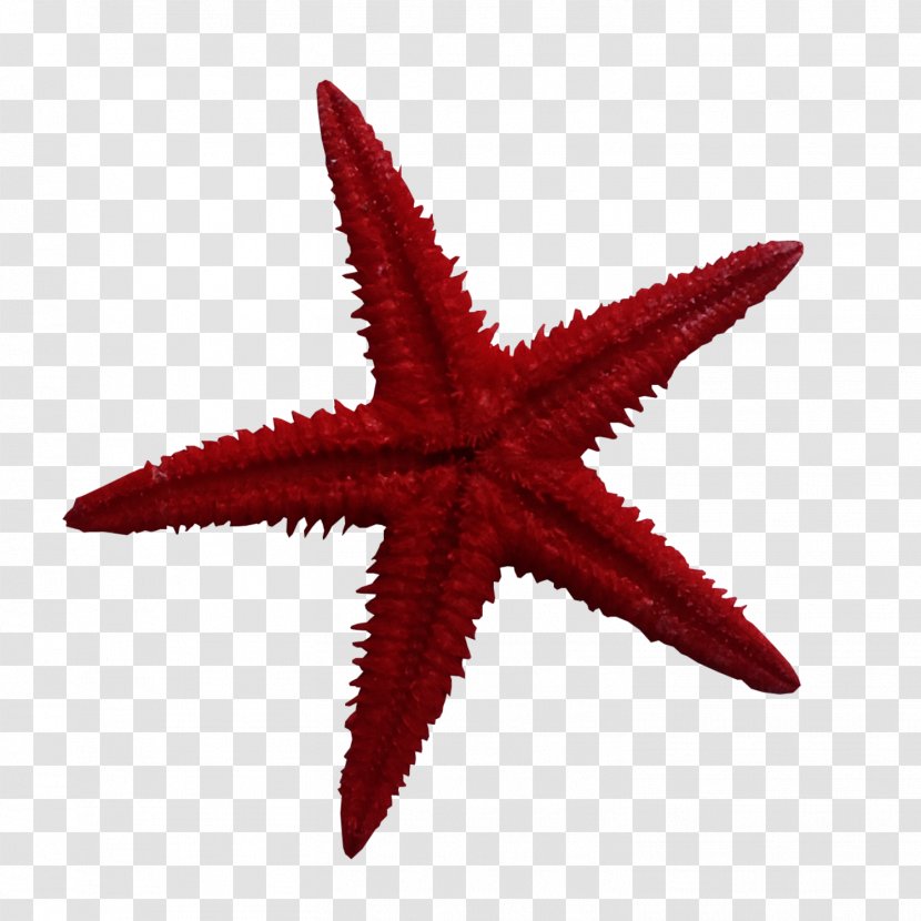 Icon - Embroidery - Red Starfish Transparent PNG