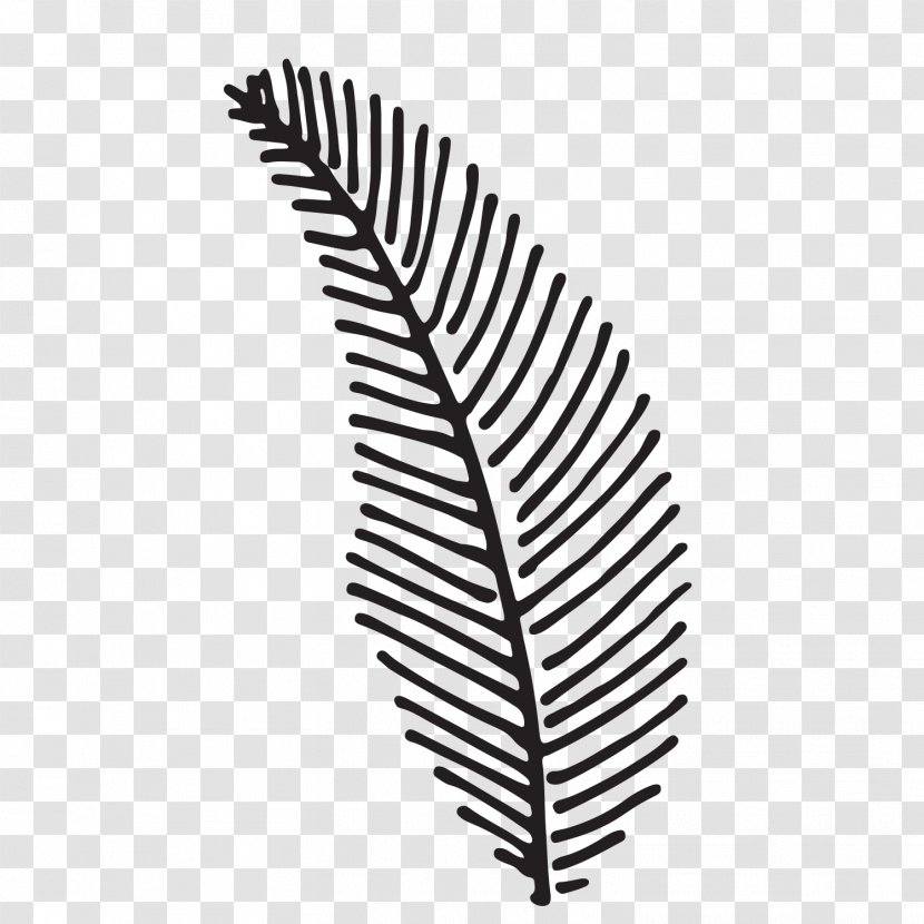 Fern - Blackandwhite - Tree Feather Transparent PNG