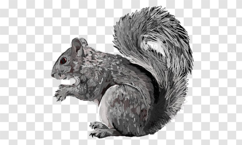 Fox Squirrel Fur White Snout - Eastern Gray Transparent PNG