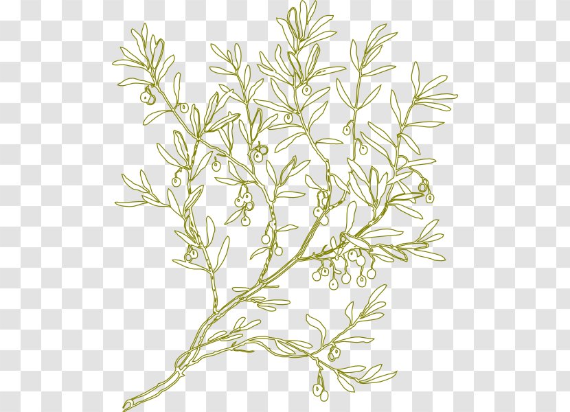 Olive Clip Art - Wreath Transparent PNG