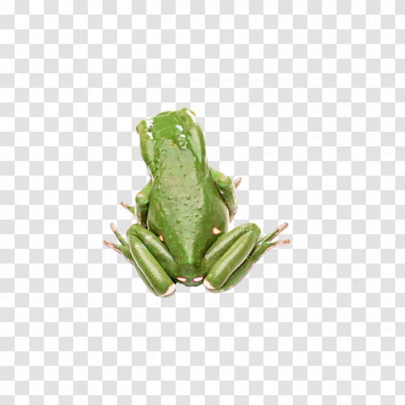 Tree Frog Amphibian Toad - Australian Green Transparent PNG