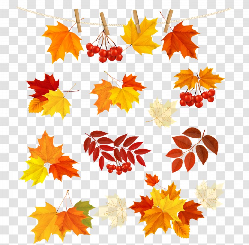 Autumn - Royaltyfree - Leaves Transparent PNG