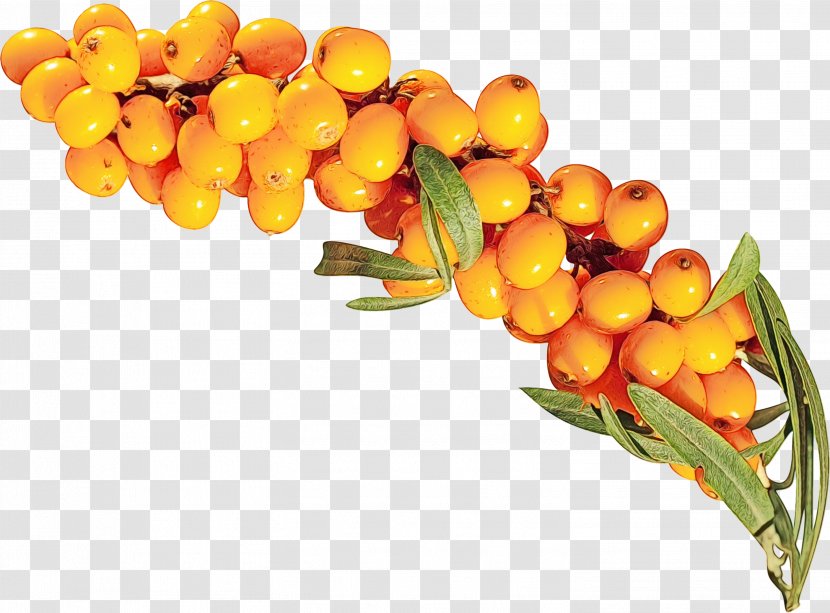 Orange Flower - Sea Buckthorns - Fruit Transparent PNG