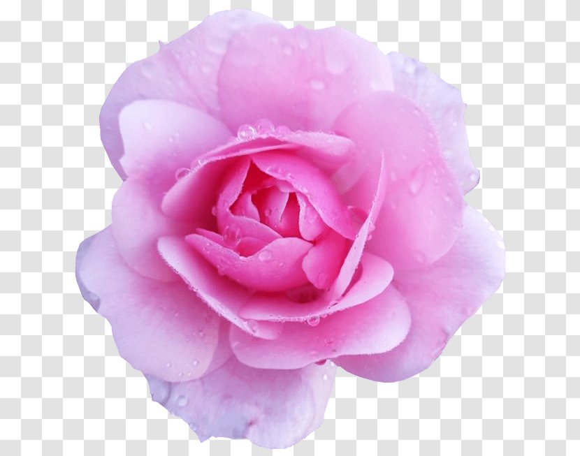 Flower Rose Pink Desktop Wallpaper Clip Art - Theaceae - Blush Floral Transparent PNG