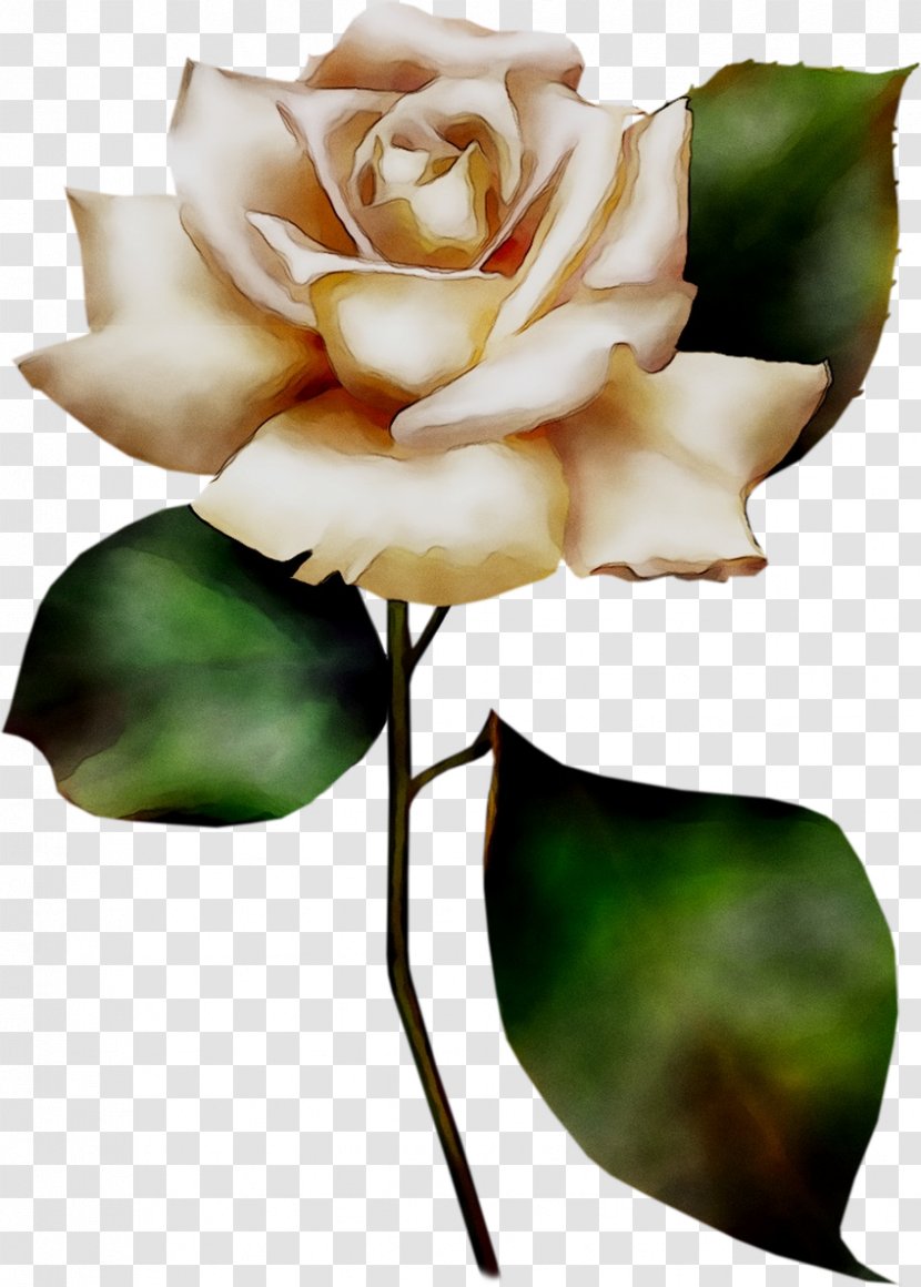 Clip Art Image Flower Painting - Garden Roses - Plant Stem Transparent PNG