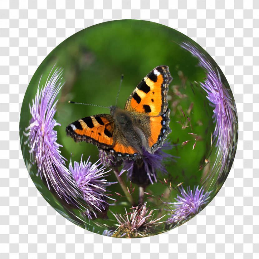 Monarch Butterfly Crystal Ball Pieridae Transparent PNG