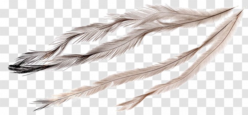 Feather Emu Oil - Drawing - Beautiful Animal Feathers Transparent PNG
