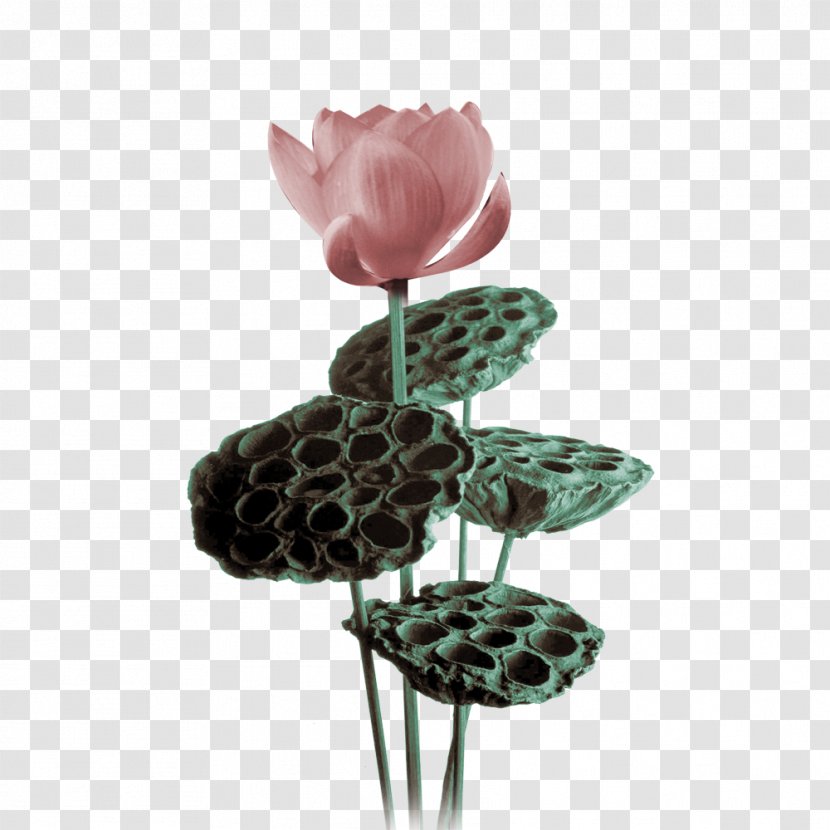 Nelumbo Nucifera - Ancient Ink Lotus Transparent PNG