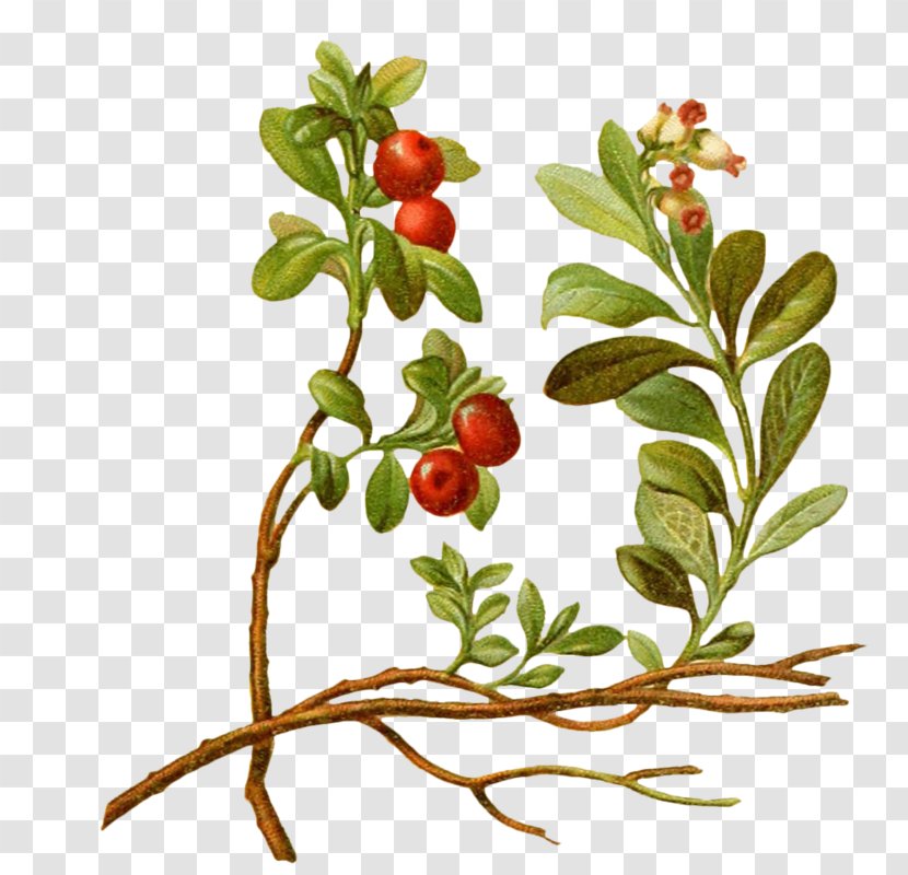 Lingonberry Vaccinium Macrocarpon Cherry Tree Plant - Berry - Cartoon Transparent PNG