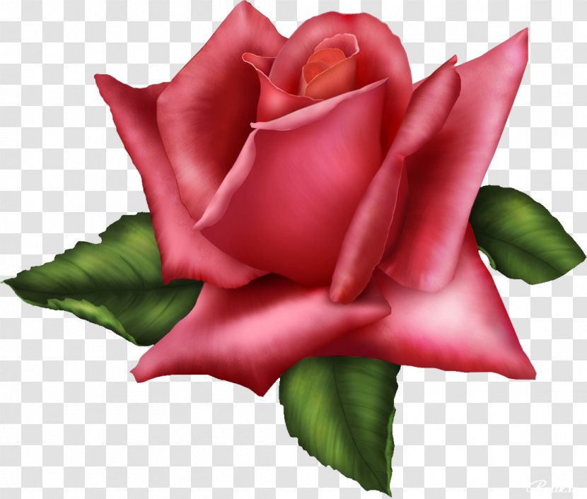 Garden Roses Flower Red Clip Art - Rose - Attractive Transparent PNG