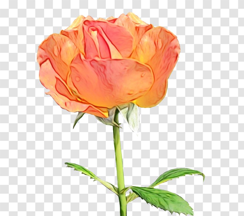 Garden Roses - Watercolor Paint - Hybrid Tea Rose Pedicel Transparent PNG