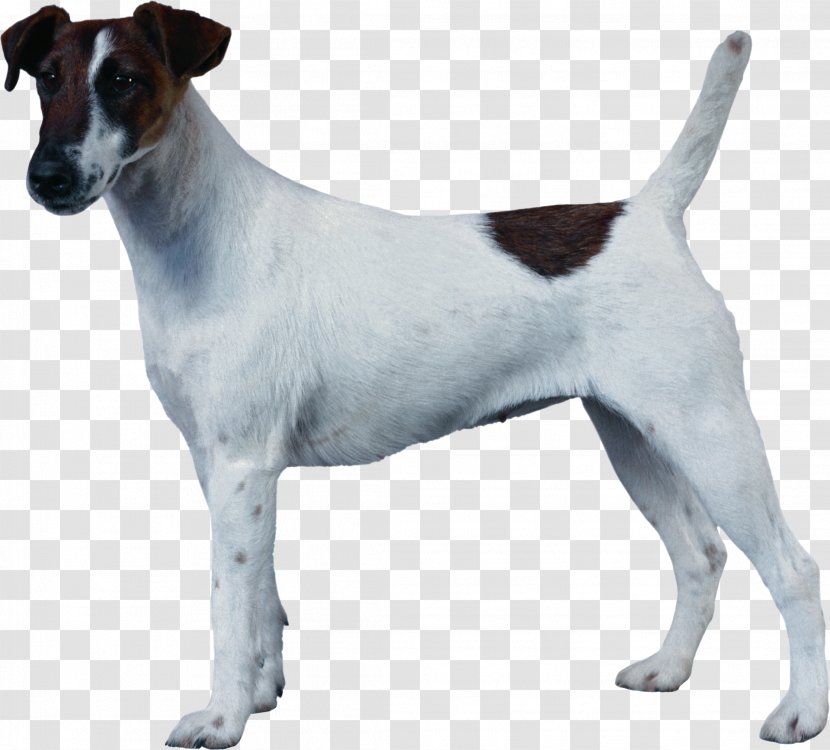 Jack Russell Terrier Smooth Fox Miniature Tenterfield Chilean - Dog Breed - Parson Transparent PNG