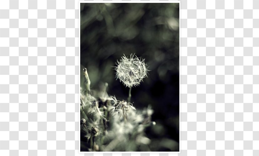 Close-up Stock Photography Dandelion Flower Plant - Flora Transparent PNG