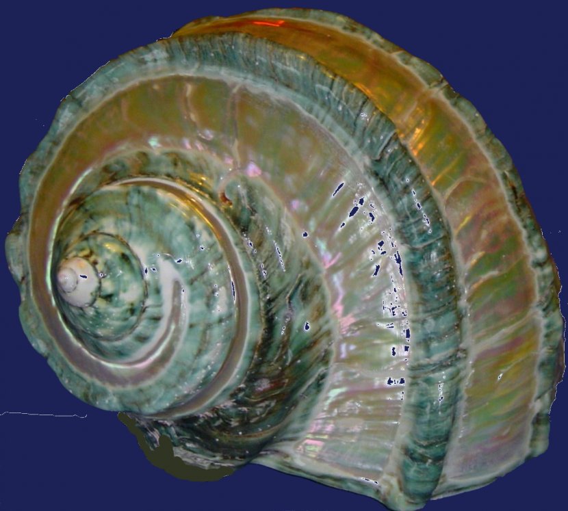 Sea Snail Mollusc Shell Seashell Conch - Abalone Transparent PNG