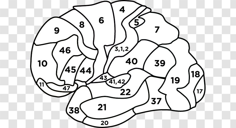 Brodmann Area 4 Brain Primary Motor Cortex Neuroscience - Cartoon Transparent PNG