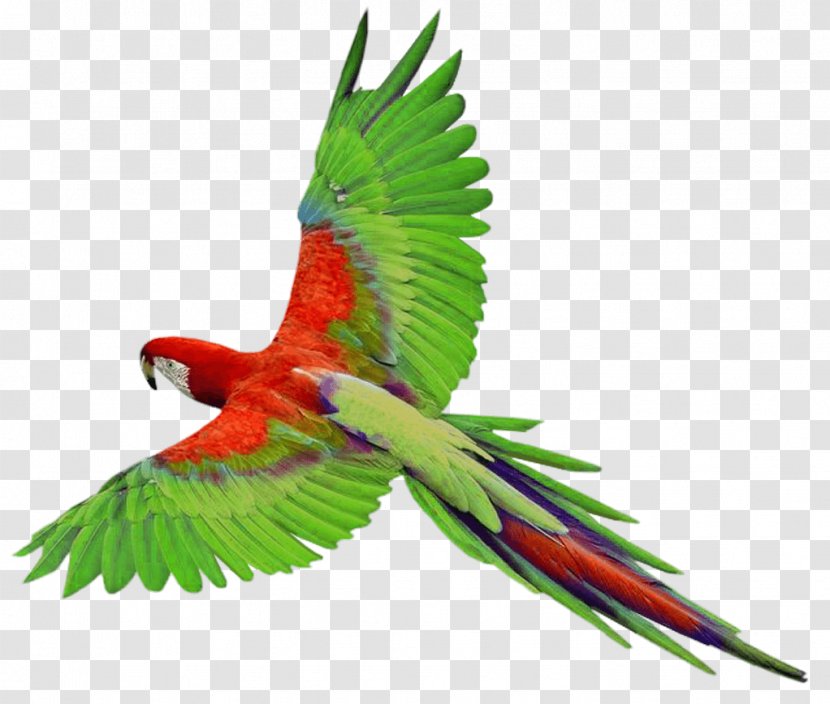 Parrots Of New Guinea Bird Clip Art - Common Pet Parakeet - Flying Green Parrot Images Download Transparent PNG