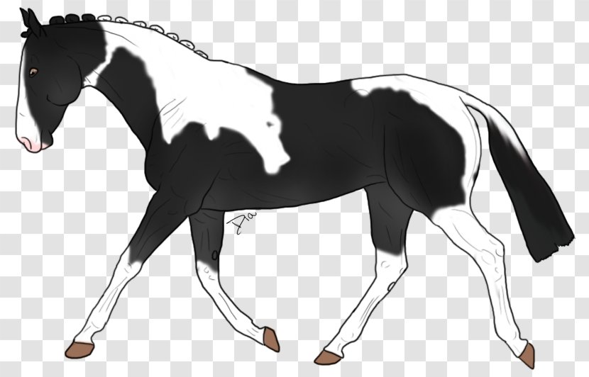 Mustang Stallion Appaloosa Foal Mare - Horse Transparent PNG