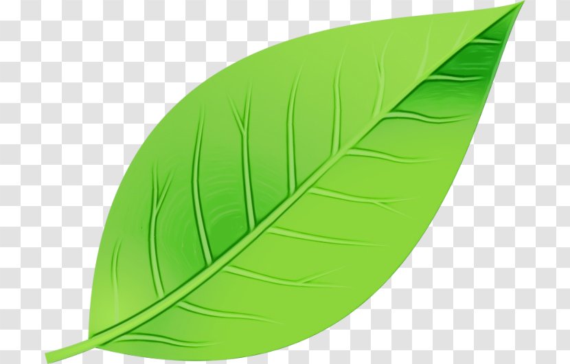 Banana Leaf - Green - Plant Transparent PNG