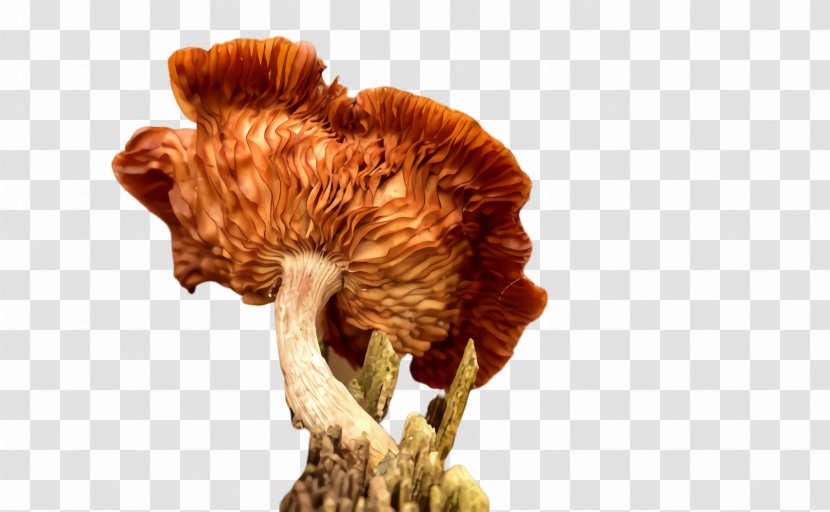 Mushroom Plant Fungus Transparent PNG