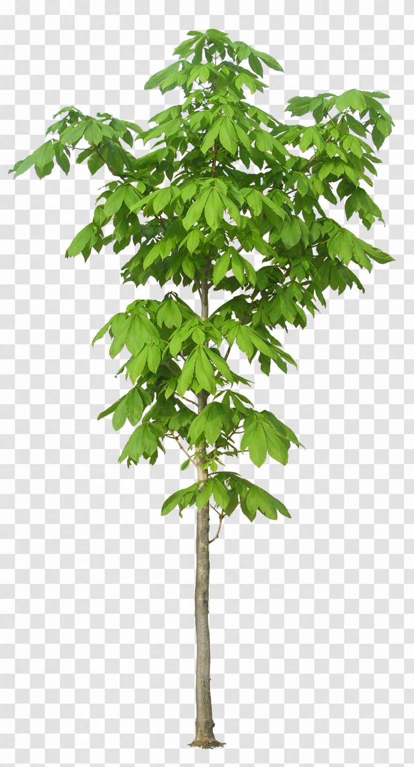 Kapok Tree - Woody Plant - Luxuriant Trees Transparent PNG