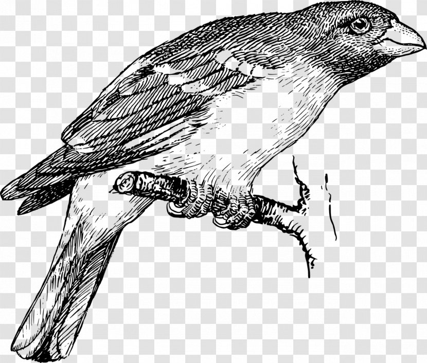 Drawing Birds Sketch - Finch - Bird Transparent PNG