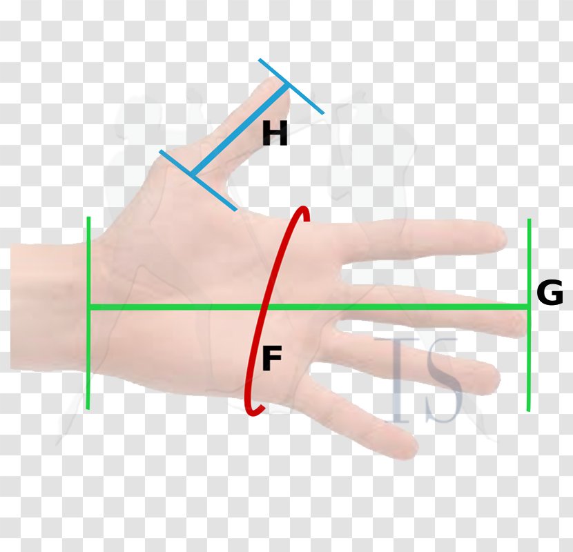 Thumb Hand Model Line Medical Glove Transparent PNG